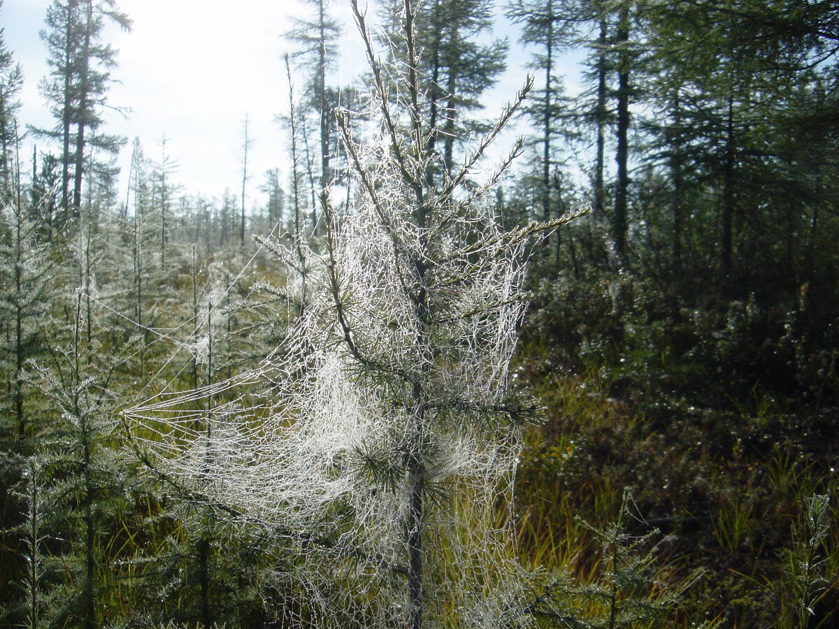 Утренняя роса