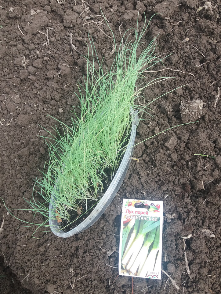 Рассада сорта Карантанский от Мистера Дачника