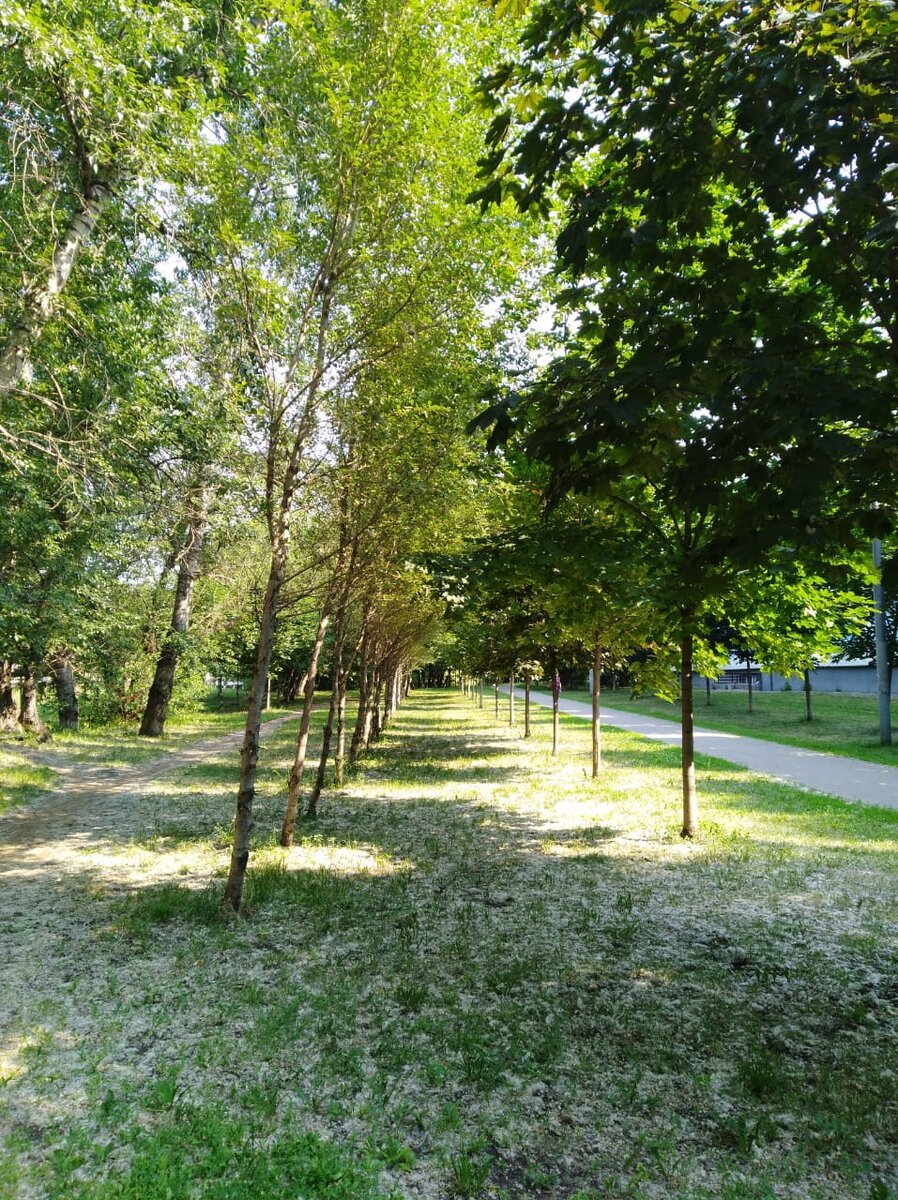 Изуродованные насаждения