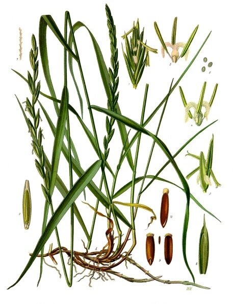 пырей ползучий - злостный сорняк. Источник: https://commons.wikimedia.org