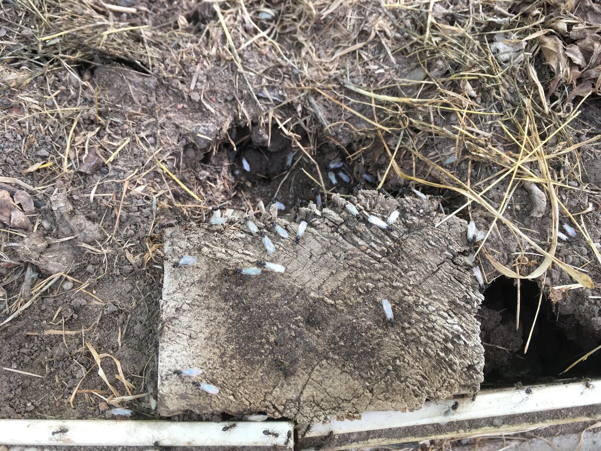 за несколько секунд до того, как я их раздавила