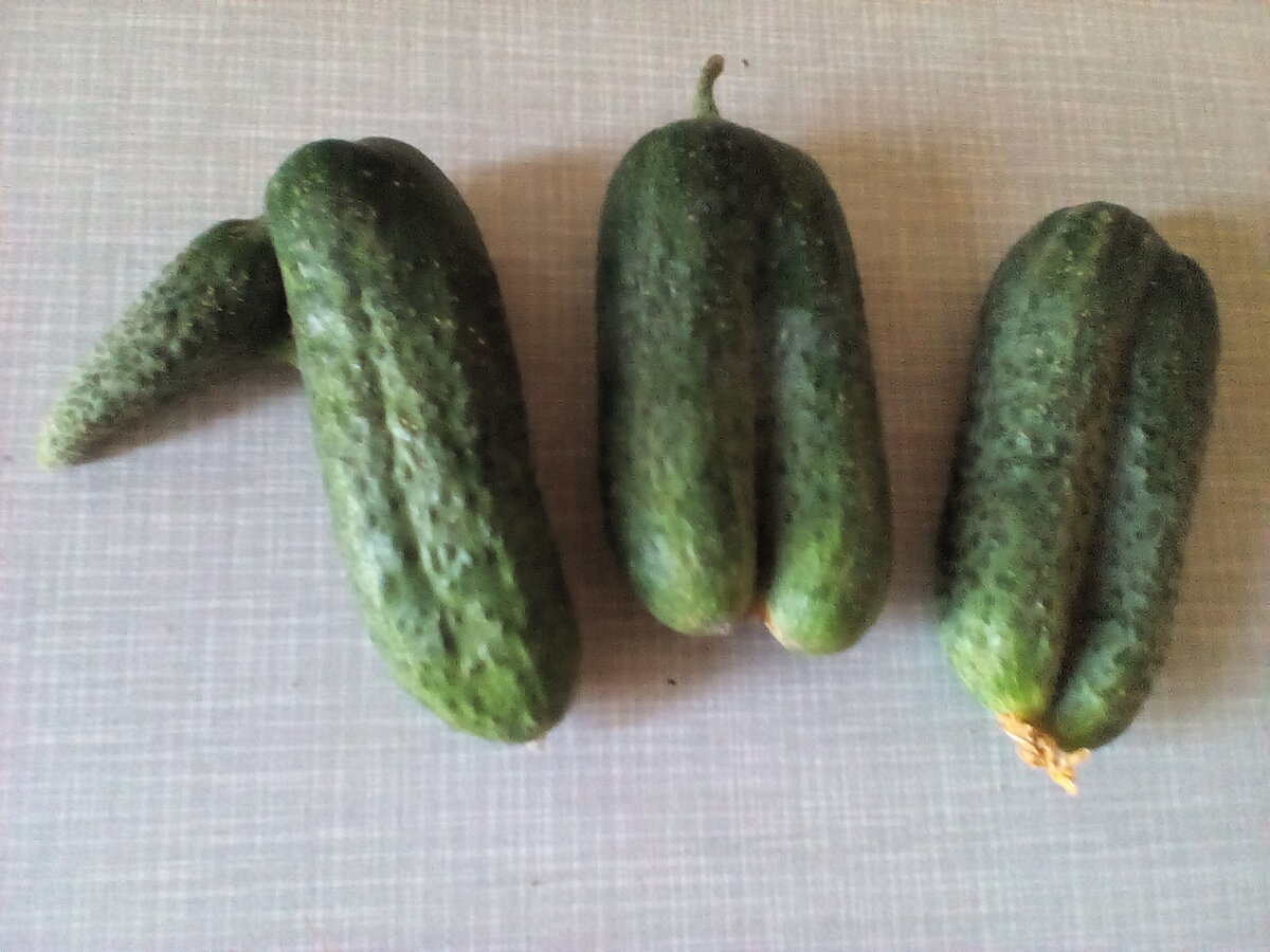 Дочка выбирала свежие огурцы). Надеюсь они полезные)