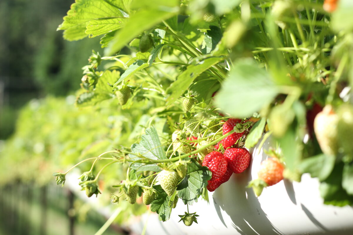 Как получить семена клубники из ягод и посеять их?🍓