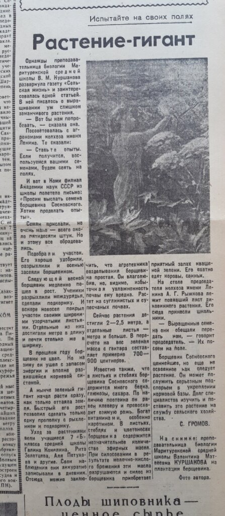 На снимке: преподавательница биологии Маритурекской средней школы Валентина Матвеевна Куршакова на плантации борщевика.Фото автора.