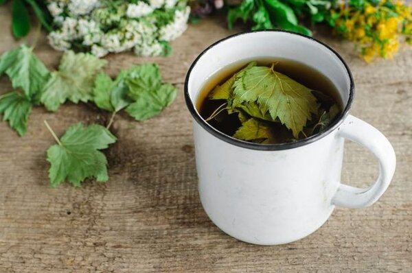 3 лечебных свойства чая из листьев черной смородины
