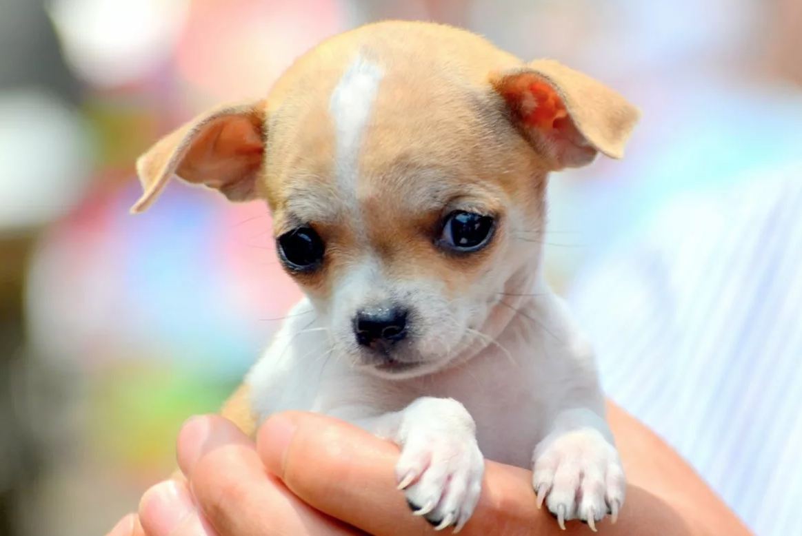 В плане жалостливых глазиков чихуашки дают фору всем породам:)