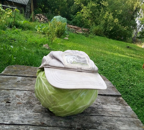 Не огурцы, конечно, но голова. Хотя и садовая (мое фото)