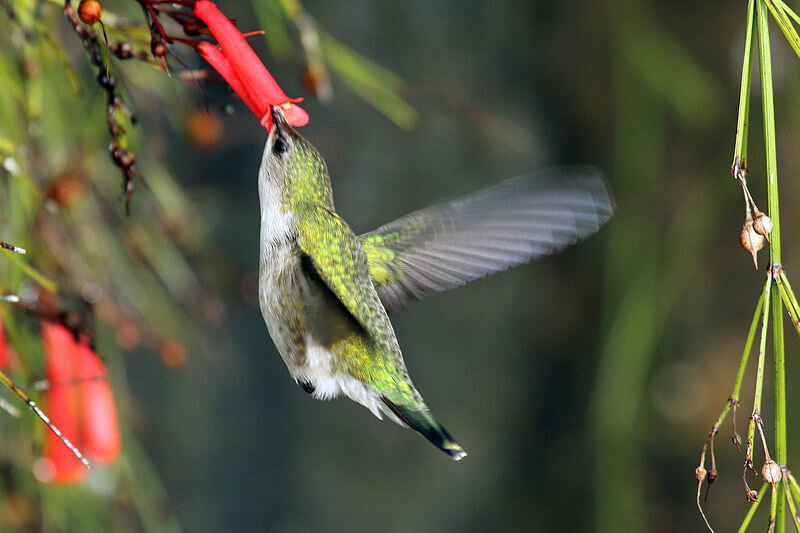Фото: Чарльз Дж. Шарп, с Sharp Photography, https://www.sharpphotography.co.uk