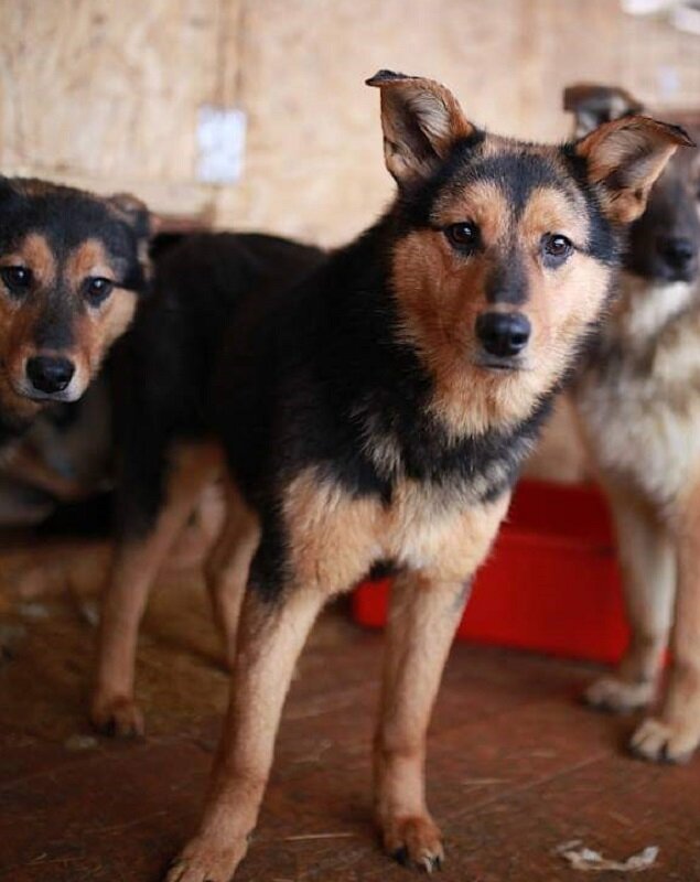 "Три по цене одной. Бери, не пожалеешь"