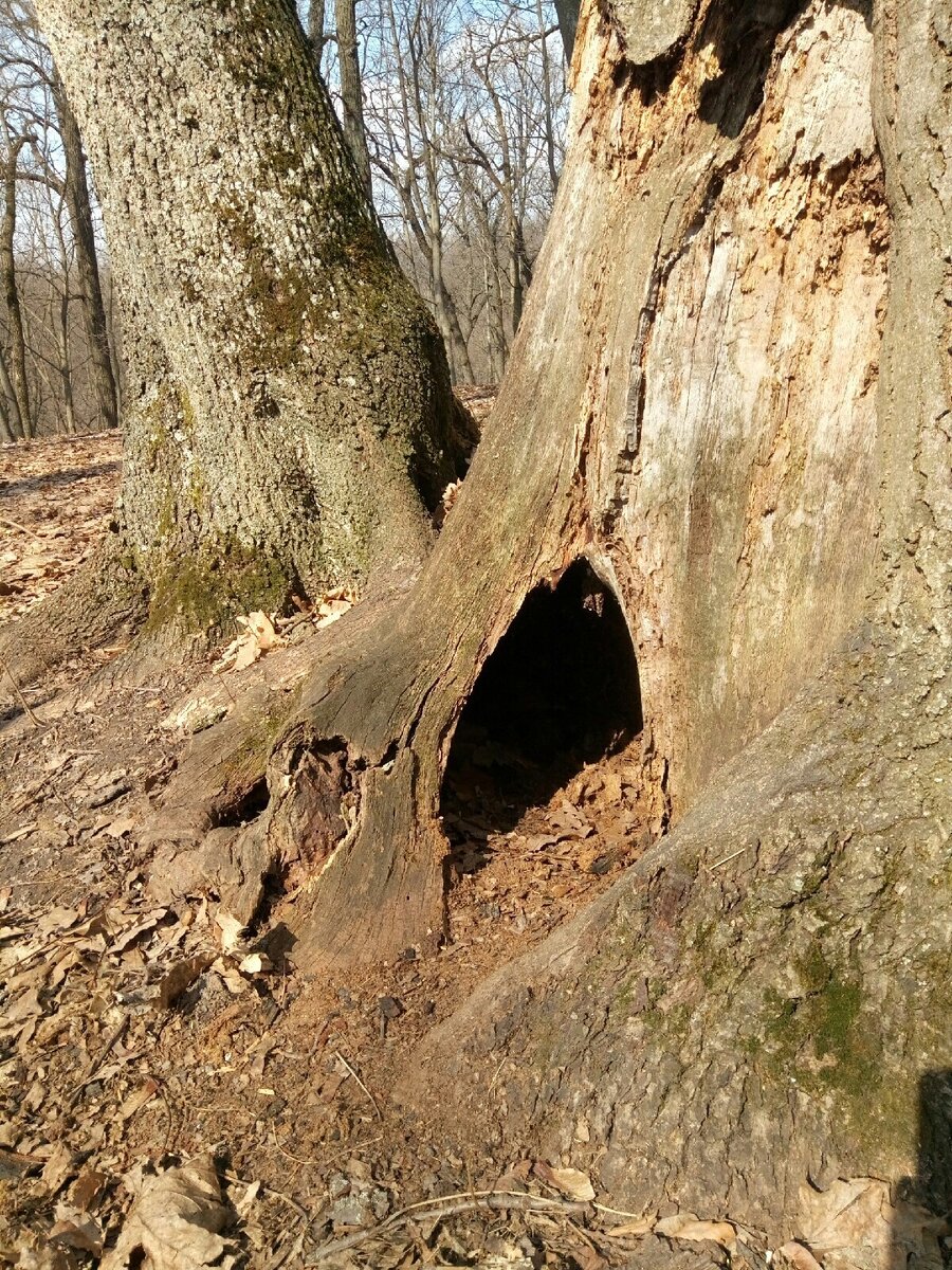 Дупле перле. Лес Нора дупло Берлога. Рысье дупло. Лес СК Нора дерево дупло. Нора в корнях дерева.