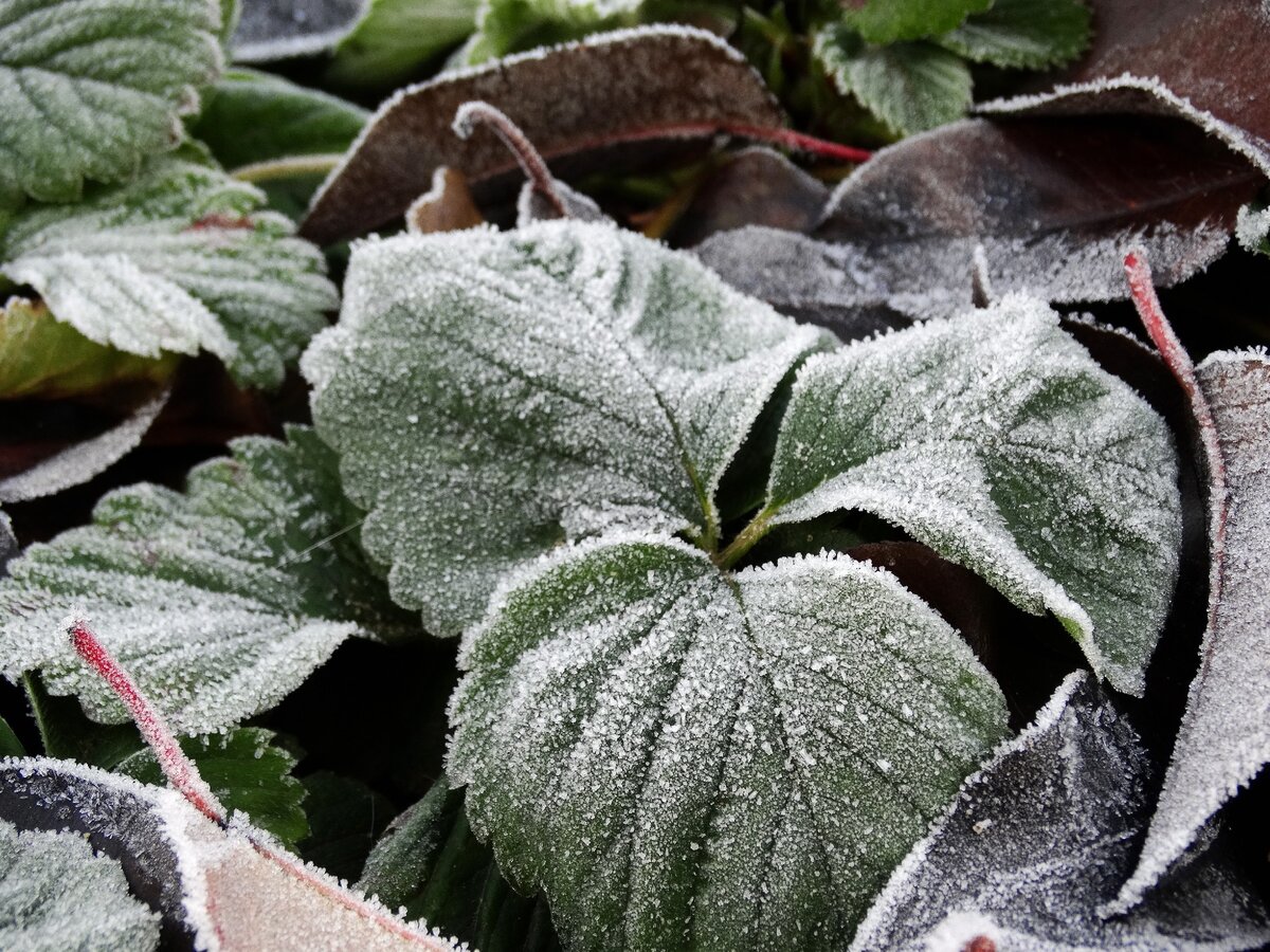 ночью прошел первый заморозок. ночью прошел первый заморозок. ночью прошел первый заморозок. первые заморозки. фотосессия в заморозки.