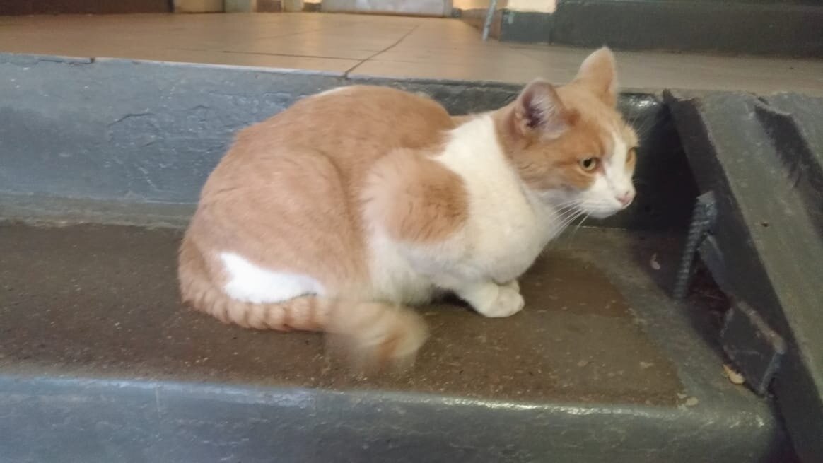 Вот он, Рыжий. Сейчас он чистый и гладкий, но недовольный. Видите: виляет кончиком хвоста. Он надеялся, что я его угощу чем-то вкусненьким, раз позвала, а я только прыгаю вокруг со смартфончиком.