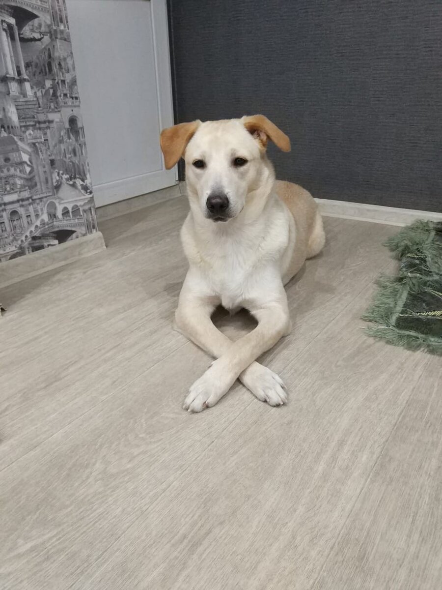 Собачка ищет дом