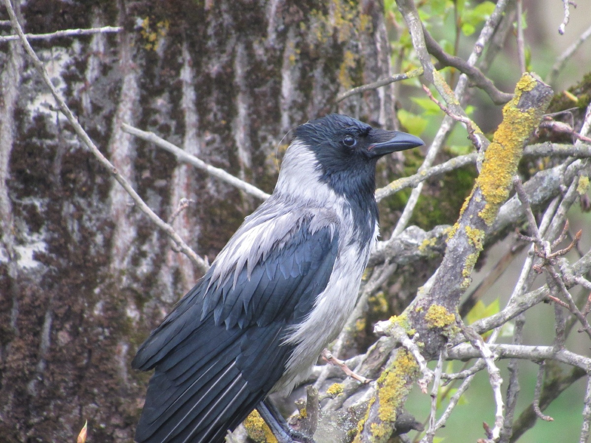 Самец вороны в лесу. Фото из личного архива.