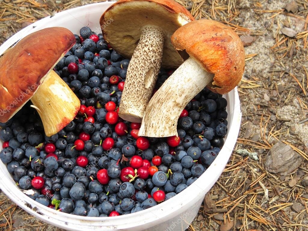 Вот такой урожай. Фото не моё.