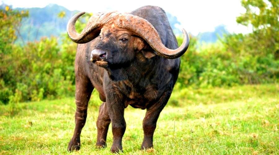 Африканский буйвол...