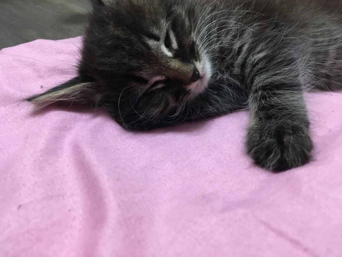 Кот. Просто кот.