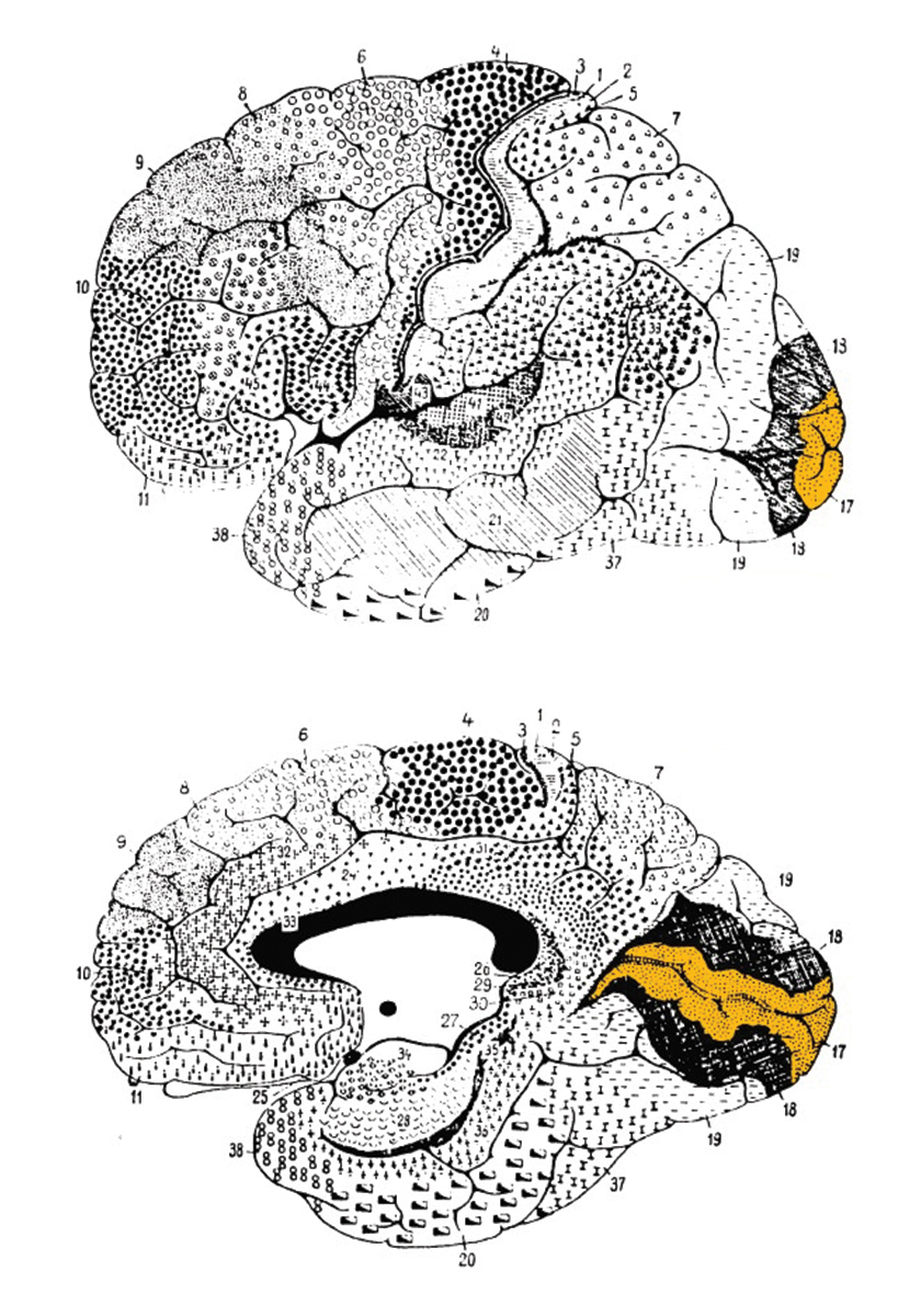 Мозг человека. Оранжевым цветом обозначено поле Бродмана 17 (зрительная кора).