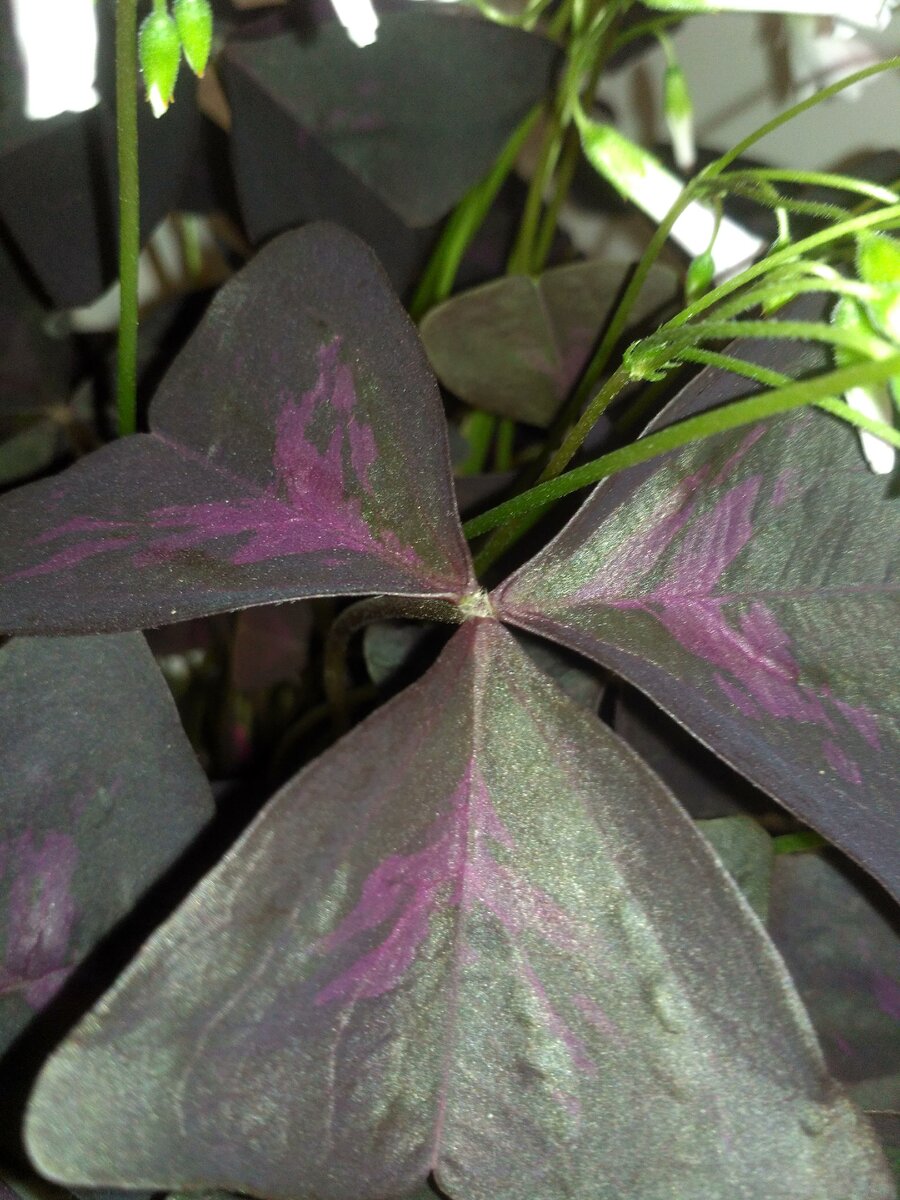 Листья оксалиса разворачиваются днем, превращаются в экзотическую бабочку