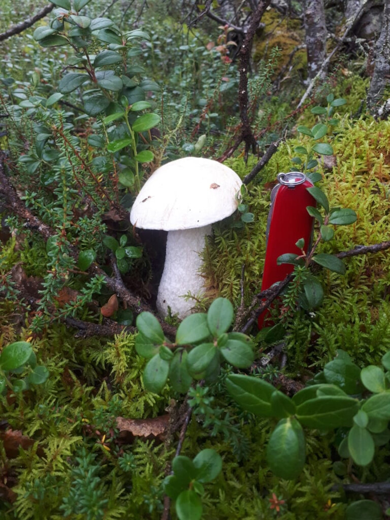 Тихая охота