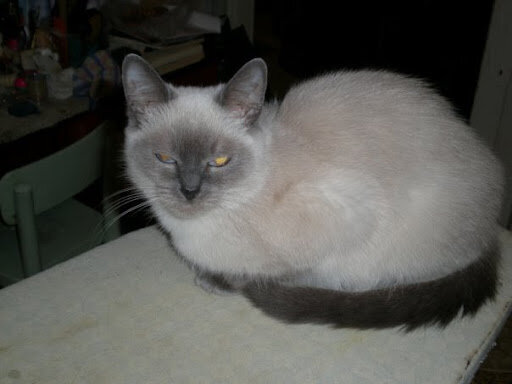 Вот такая красавица – настоящий Котенок Гав! Только характер был не такой милый =) Фото из моего личного архива 