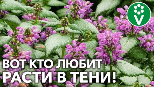 ЛУЧШИЕ ТЕНЕВЫНОСЛИВЫЕ РАСТЕНИЯ ДЛЯ ВЛАЖНЫХ ПОЧВ! Создайте тенистый уголок для летнего отдыха!