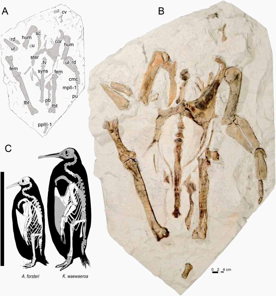 A. Линейный рисунок образца; B. Новое ископаемое; C. Сравнение скелета и размеров нового пингвина, Kairuku waewaeroa, с императорским пингвином. Журнал палеонтологии позвоночных