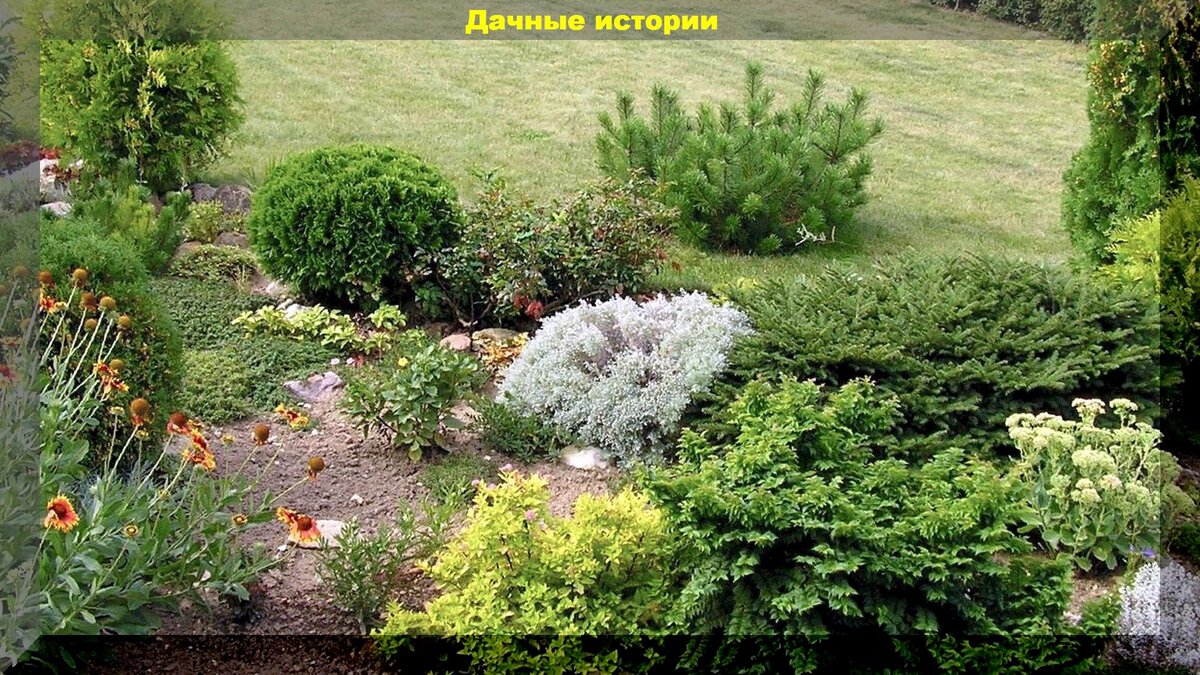 Здоровые и красивые хвойные осенью: секреты и советы по посадке ...