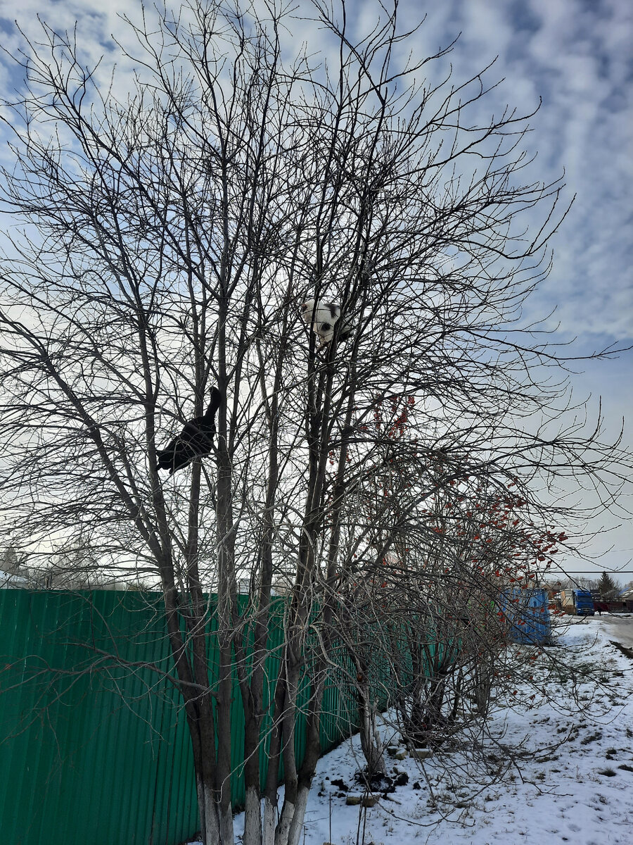 Котики на деревьях) 