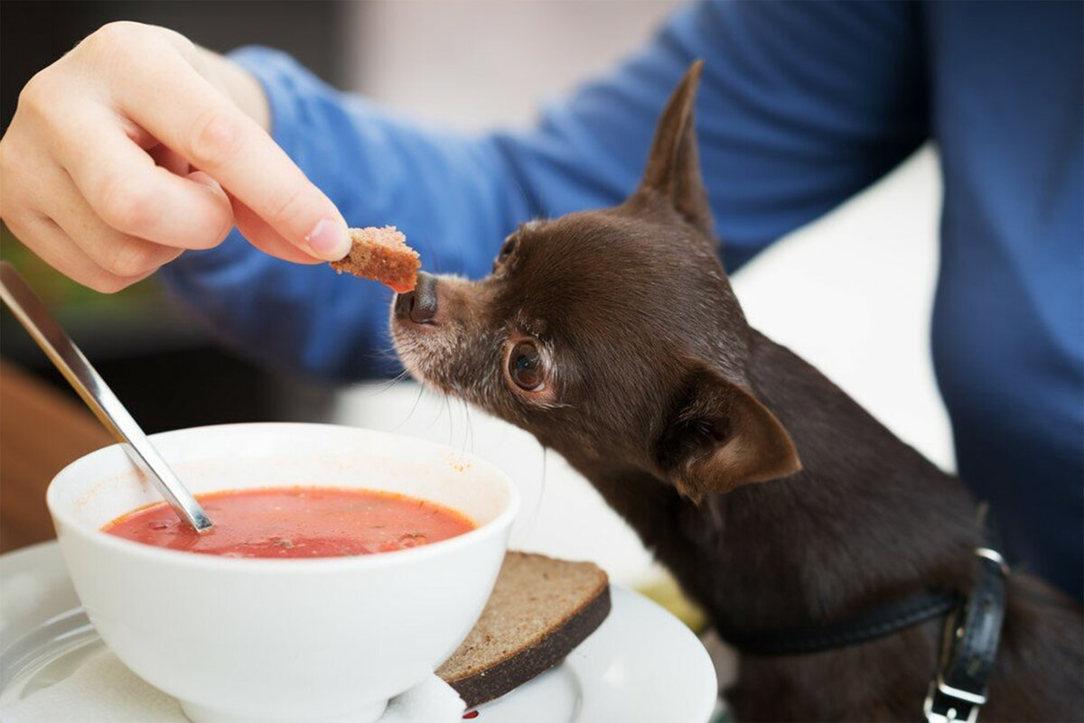 Можно собаку съесть. Собака кушает. Диетотерапия животных. Кормление домашних животных. Кормление собак.