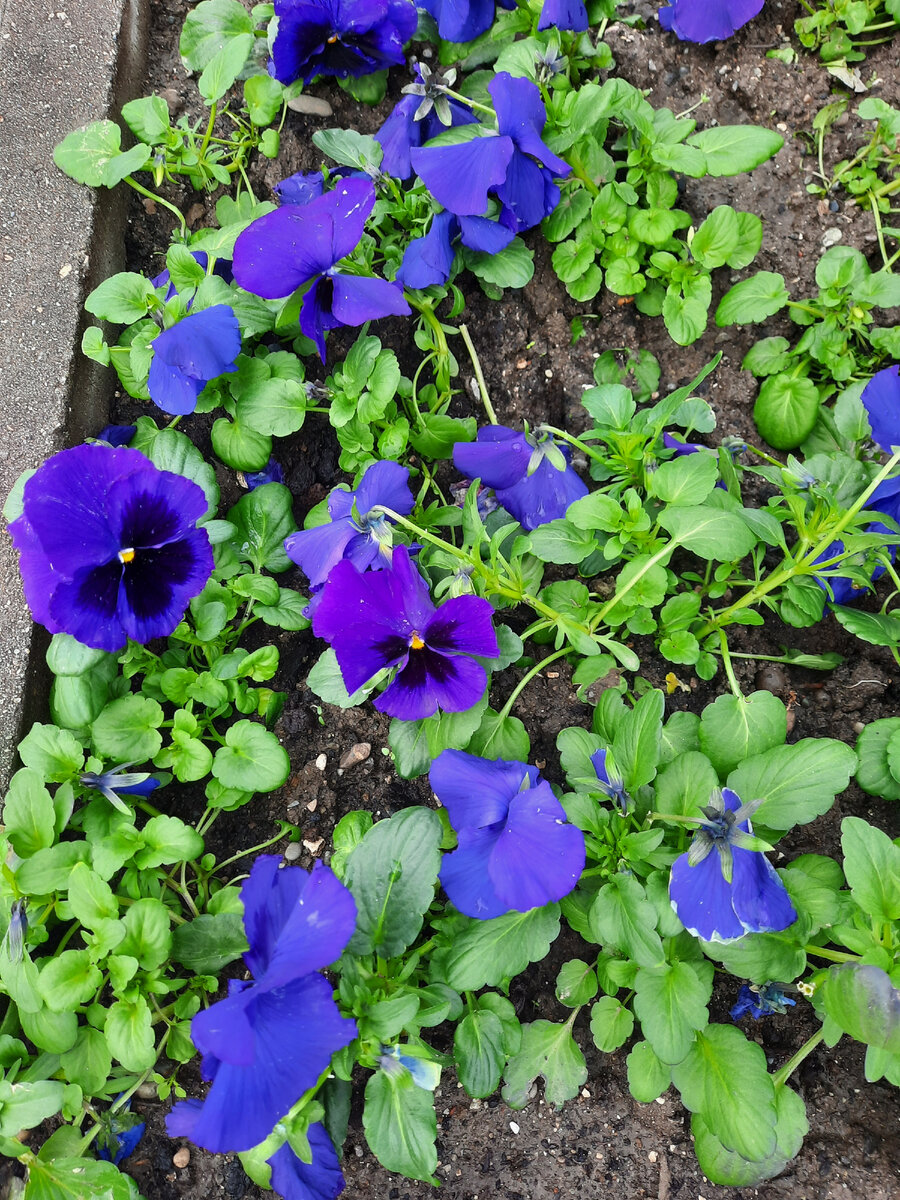 Цветочки у театра в Сухуме 