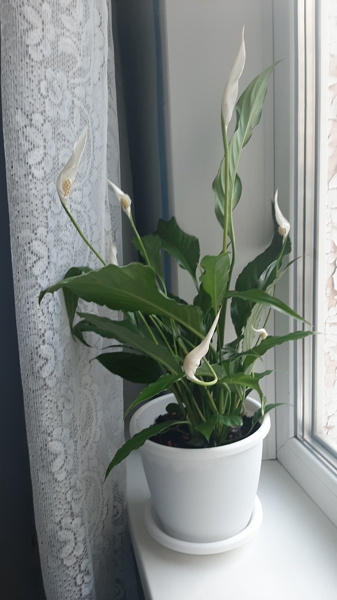 Я к вам пришел навеки поселиться...