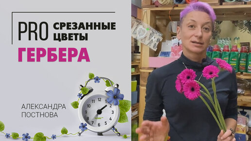 Мини гербера - милота ромашки | Что нужно знать про герберу, чтобы она стояла в вазе долго