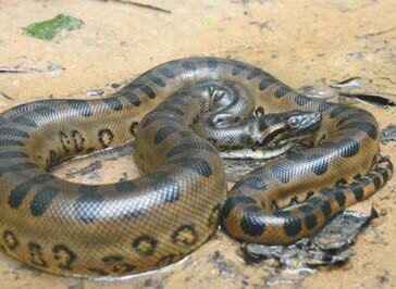 Картинка из свободных источников