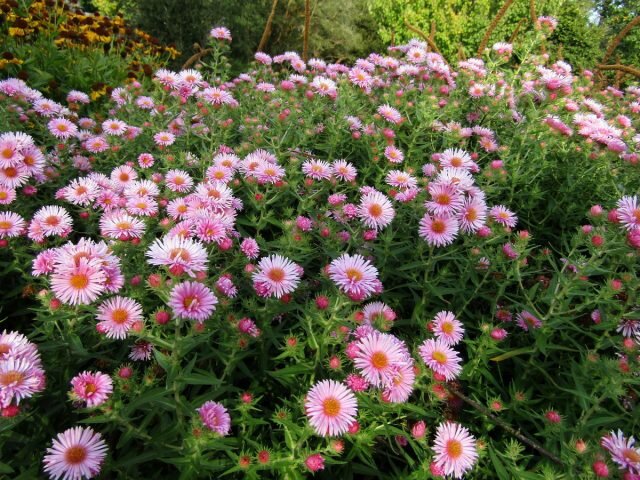 Существуют растения, которые выносят даже тяжелые глинистые грунты. 