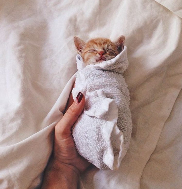 Кот в полотенце. Котенок в одеяле. Котик в одеялке. Котенок в полотенце. Рыжий котенок в одеялке.