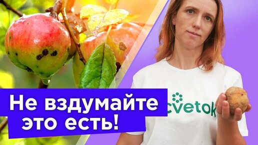 Какие яблоки и груши нельзя есть и почему? Вот признаки, по которым можно опознать опасный фрукт