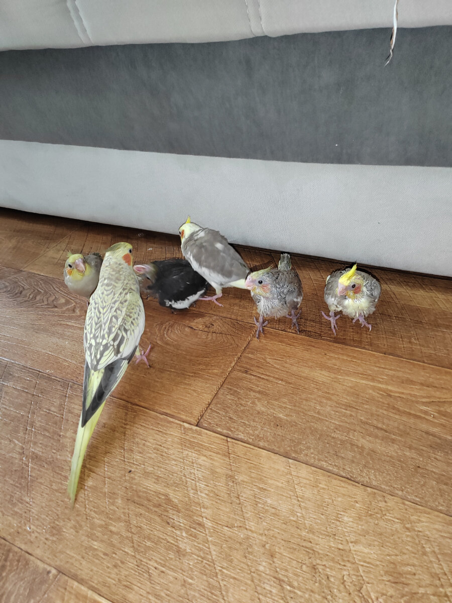 Небольшие, но очень симпатичные хохлатые Корелла. Длина их 30-33см. Весит попугай Корелла 100гр. Окрас у большинства подвидов становится понятен к году,до этого он может изменяться. Попугай Кореллы очень общительный, отлично поддаются дрессировка, и их можно научить говорить.