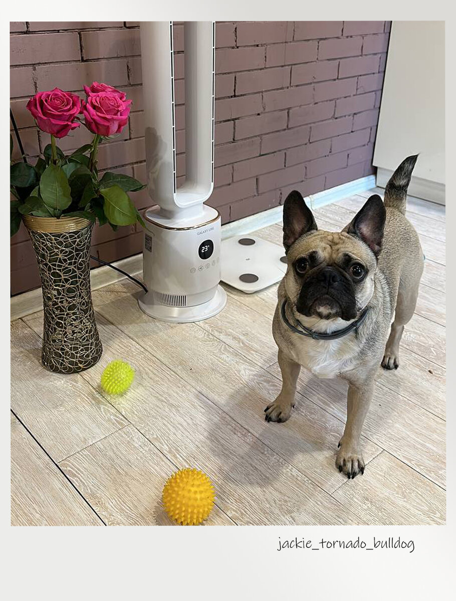 Джекки - метис мопса и французского бульдога 