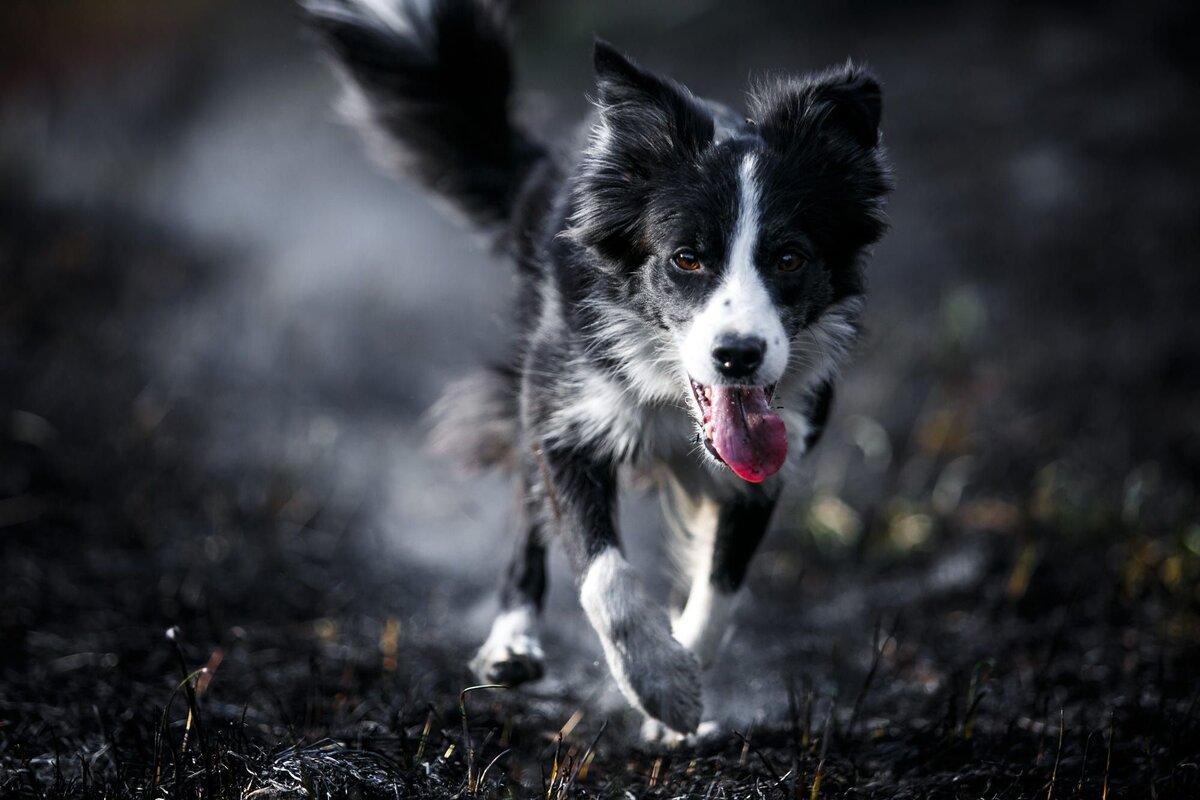 Фото из свободного доступа сети Интернет