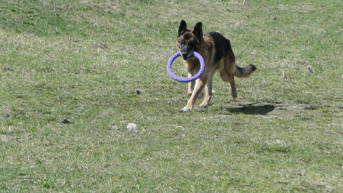 Хассо, фото автора. 