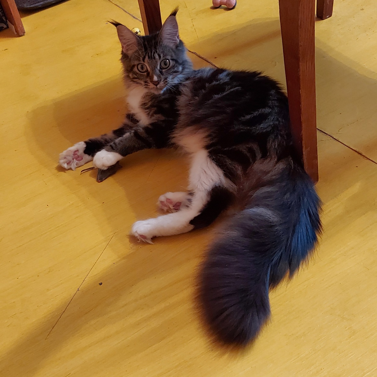 Моя красавица Рея Сильвия