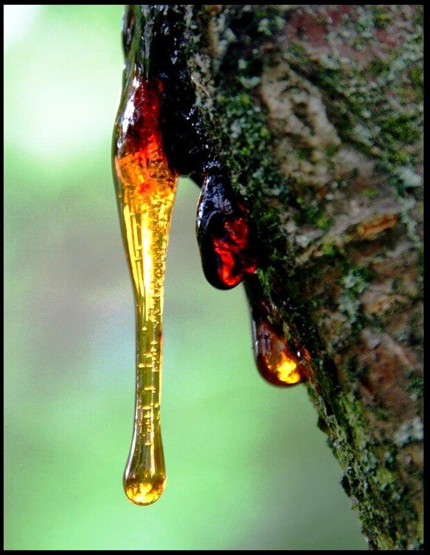 Камедь - реакция дерева, связанная с повреждениями, инфицированием или ослаблением иммунитета Фото из сети. автора не нашла.