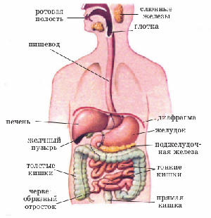 Анатомия пищеварительной системы