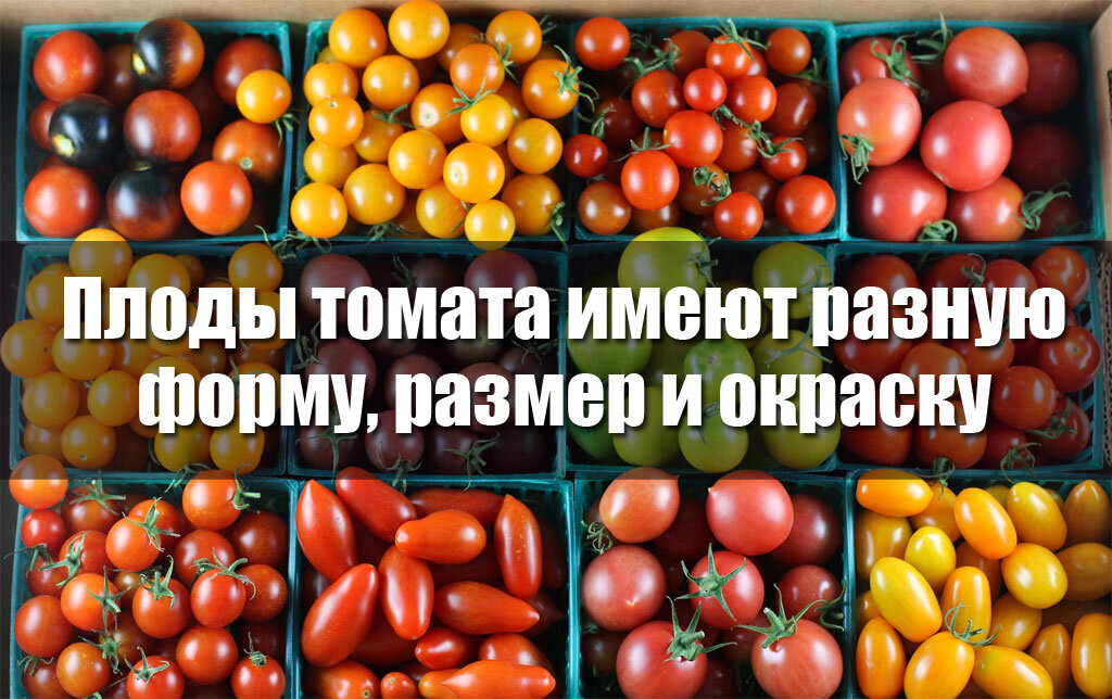 Помидоры: польза и вред для организма, как выбрать и хранить томаты. Спорт-Экспресс