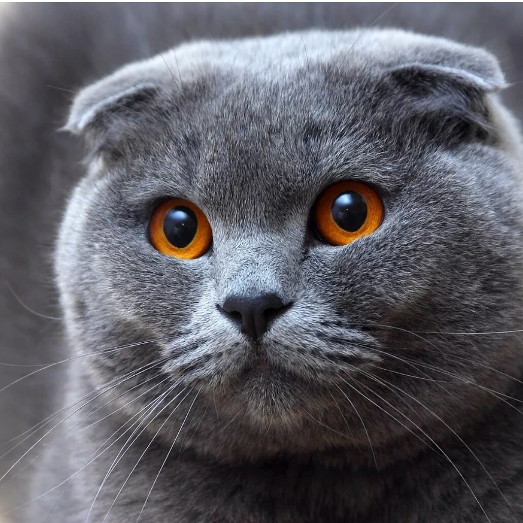 Шотландские вислоухие кошки сейчас очень популярны. Они имеют плотное телосложение, округлую голову, широко поставленные глаза. Уши у кошек ши небольшого размера и изогнуты, прилегают к голове. Шерсть этой породы короткая и очень плотная, хвост широкий у основания, лапы мускулистые. Окрас может быть любым. Шотландские вислоухие могут быть очень крупных размеров, но встречаются и более миниатюрные. 
Как и у любой искусственно выведенной породы, у этих кошек есть особенности здоровья и характерные болезни.

Остеохондродисплазия шотландских вислоухих кошек

Такое длинное и страшное название, тем не менее эта патология часто встречается у этой породы кошек. Заболевание передается по наследству, проявляется прогрессирующим остеоартритом, который возникает вследствие дефекта развития и дисфункции хряща.

Хозяева часто не замечают симптомов болезни. Давайте разберемся, когда можно заподозрить у любимцев данное заболевание.

Признаки ОХДШВ: - утолщенный и малоподвижный хвост

- утолщения на пальцах лапок и пятках

- малая активность (котята должны постоянно играть и двигаться, если котенок спокойный и все время лежит, стоит заподозрить неладное)

- "ходульная" походка, плохо сгибаются суставы лапок

- хромота

Для диагностики заболевания проводят рентгенологическое исследование.

К сожалению, эффективных методов лечения данной патологии не существует. Животным назначают обезболивающие и противовоспалительные средства.

Поликистоз почек:

Это так же заболевание, характерное для шотландских кошек. При этом в ткани почек образуются кисты (полости, заполненные жидкостью). Это заболевание прогрессирует с возрастом и может вызвать нарушение почечной функции, что, к сожалению, приводит к гибели животного.

Болезнь может протекать бессимптомно, особенно на ранних стадиях. На более поздних- возможно проявление в виде циститов, появлении крови в моче, повышении жажды и мочеиспускания, отказ от корма, угнетенном состоянии. У питомца может быть рвота, плохое качество шерсти, снижаться вес. Диагностику заболевания проводят с помощью УЗИ. При обнаружении кист в почках проводится исследование мочи и крови. Далее необходимо наблюдать за кошкой и регулярно проводить УЗИ и сдавать анализы, чтобы следить за развитием болезни. К сожалению, эффективного лечения нет, при нарушении функции почек проводят поддерживающую терапию.

Брахицефалический синдром (БЦС):

Так как шотландские кошки имеют сплюснутую морду, у них могут проявляться признаки БЦС. При таком строении морды кости носа и верхней челюсти деформированы, что может приводить к некоторым патологиям.

В частности, это заворот век, когда кожа на веках слишком объемная и часть кожи, покрытая шерстью, заворачивается, что травмирует роговицу глаза. Это может привести к слезотечению,

воспалению конъюнктивы, повреждению роговицы и нарушению зрительной функции в последствии.

Стеноз (сужение) ноздрей и утолщение мягкого неба также являются частыми симптомами при БЦС. Ноздри кошки узкие, что затрудняет прохождение воздуха, мягкое небо может быть слишком толстым и объемным, что также мешает нормальному дыханию. Такие кошки часто сопят и храпят, плохо переносят жару.

У кошек этой породы может наблюдаться непроходимость слезно-носового канала, часто происходит сужение или сращение этого канала. Через него излишек слезы оттекает и выходит из носа. При закупорке слеза скапливается и вытекает через угол глаз. У котиков с такой патологией часто слезятся глаза, может возникнуть воспаление кожи из-за постоянного намокания.

Все патологии БЦС лечатся хирургически, проведение операций в раннем возрасте (7-8 месяцев) облегчит жизнь питомца и снизит вероятность развития патологий в будущем.

Гипертрофическая кардиомиопатия кошек (ГКМП)

У шотландских кошек это заболевание встречается часто. Протекает оно бессимптомно, но может вызвать внезапную гибель питомца, особенно при стрессовых состояниях. При этом заболевании стенка сердца утолщается, из-за чего ограничивается объем крови, который сердце может качать, развивается сердечная недостаточность и гибель.

Заподозрить эту болезнь можно, если ваша кошка плохо переносит нагрузки, дышит как собака с открытой пастью, при этом язык становится синеватого оттенка. Диагностируется болезнь с помощью УЗИ сердца. Если заболевание обнаружили, необходимо делать УЗИ регулярно и снижать возможные стрессовые состояния.

Все вышеперечисленные заболевания могут наблюдаться также у кошек пород Скотиш-Страйт и британцев. Это следует учитывать, когда вы решили завести такое животное.