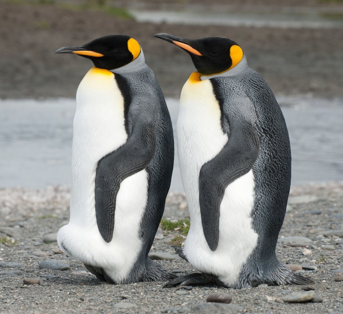 Penguin. Пингвин Aptenodytes Demersa. Императорский Пингвин и Королевский Пингвин. Пингвины Королевские Императорские. Ареал Императорского пингвина.