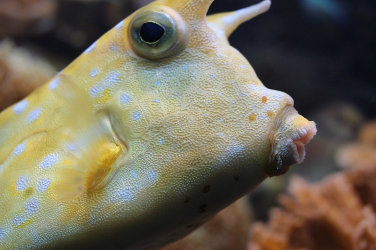 Longhorn Cowfish или рыба Корова (в качестве иллюстрации чего-то неведомого, непонятного и невиданного ранее). Фото: pixabay.com