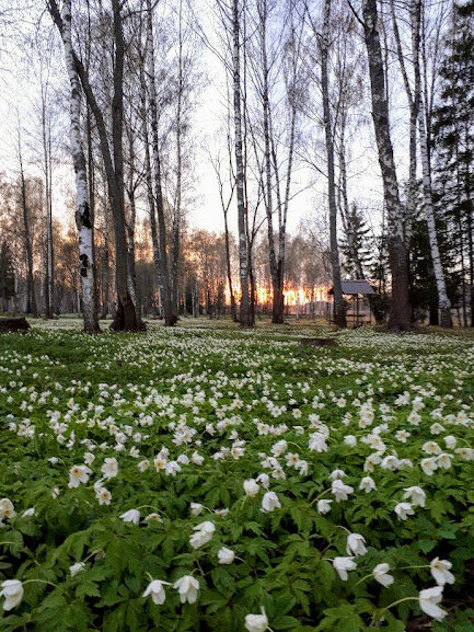 Такие пейзажи можно застать в окрестностях весной.