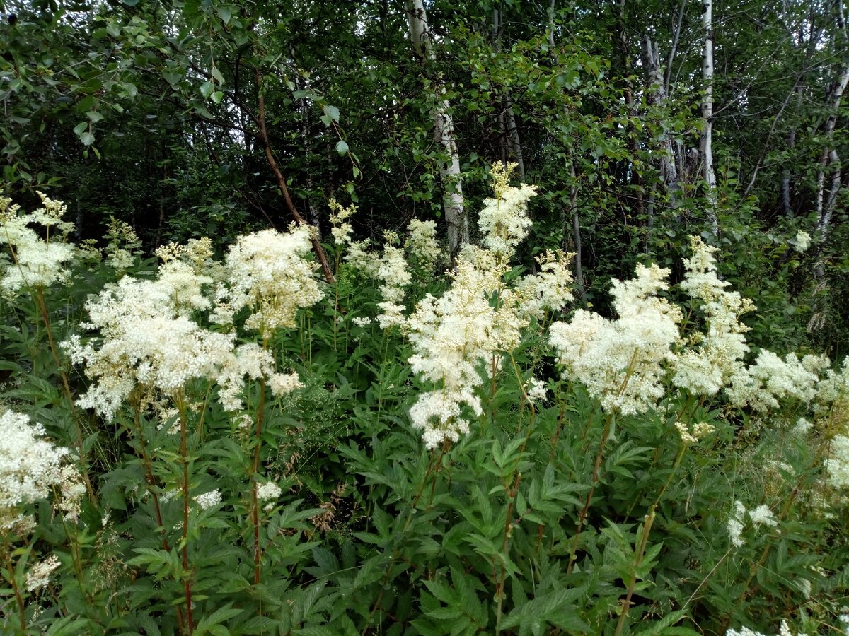 Я собирала в лесу